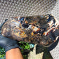 5696 gram Big Full Polished 24x16x9 cm Indonesia Black White Amber for Healing ML39