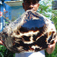 5696 gram Big Full Polished 24x16x9 cm Indonesia Black White Amber for Healing ML39