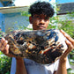 5696 gram Big Full Polished 24x16x9 cm Indonesia Black White Amber for Healing ML39