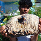 5696 gram Big Full Polished 24x16x9 cm Indonesia Black White Amber for Healing ML39