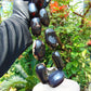 346 gr 9 beads Big Necklace Indonesian dark red Amber for Healing A9K21