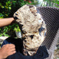 8600 gram Big Polished 270x200x120 mm Indonesia Zebra White Amber for Healing 26ML38