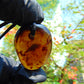 9 gr  Pendant Indonesian Blue Amber for Healing No.6