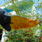 9.53 gr  Pendant Indonesian Amber for Healing N36