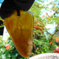 9.53 gr  Pendant Indonesian Amber for Healing N36
