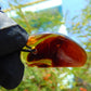 6 gr Pendant Indonesian Blue Amber for Healing P517