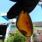 17 gr  Pendant Indonesian Blue Amber for Healing N81