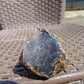 37 gram Rough Raw Indonesian Blue Amber for Healing 26MRB7
