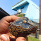 38 gram Rough Raw Indonesian Blue Amber for Healing 26MRB8