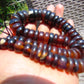 67 gram Small Necklace 68 Beads Indonesian Amber for Healing 26NE29