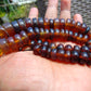64 gram Small Necklace Beads Indonesian Amber for Healing 26NE16