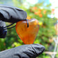 4 gr Heart Pendant Indonesian Amber for Healing 25A247