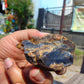 48 gram Rough Raw Indonesian Blue Amber for Healing 26MRB17