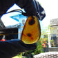 7 gr  Pendant Indonesian Blue Amber for Healing A39