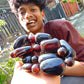 227 gram 19 Beads Big Necklace Indonesian Amber for Healing NK8