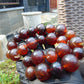 176 gr Small Beads Combination Necklace Indonesian Red Amber for Healing A25K48
