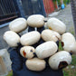 227 gram Small Beads Combination Necklace Indonesian White Amber for Healing A11K32