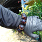 94 gram 10 Beads Mala Bracelet Indonesian Dark Red Amber 25 mm for Healing BB7