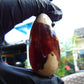 31 gr Teardrop Pendant Indonesian white Amber for Healing 25A71