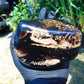 459 gr Shaped Square Polished Indonesian Mushroom Inclusion Dark Blue Amber for Healing FR112