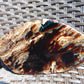 378 gram Slim Slab Polished 21x13x2 cm Indonesian Zebra White Amber for Healing AR97