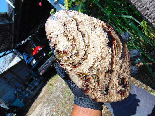 378 gram Slim Slab Polished 21x13x2 cm Indonesian Zebra White Amber for Healing AR97