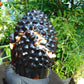 1728 gr 150x158x190 mm Big Buddha head carving on Indonesian Mushroom Inclusion Amber for Healing and Museum