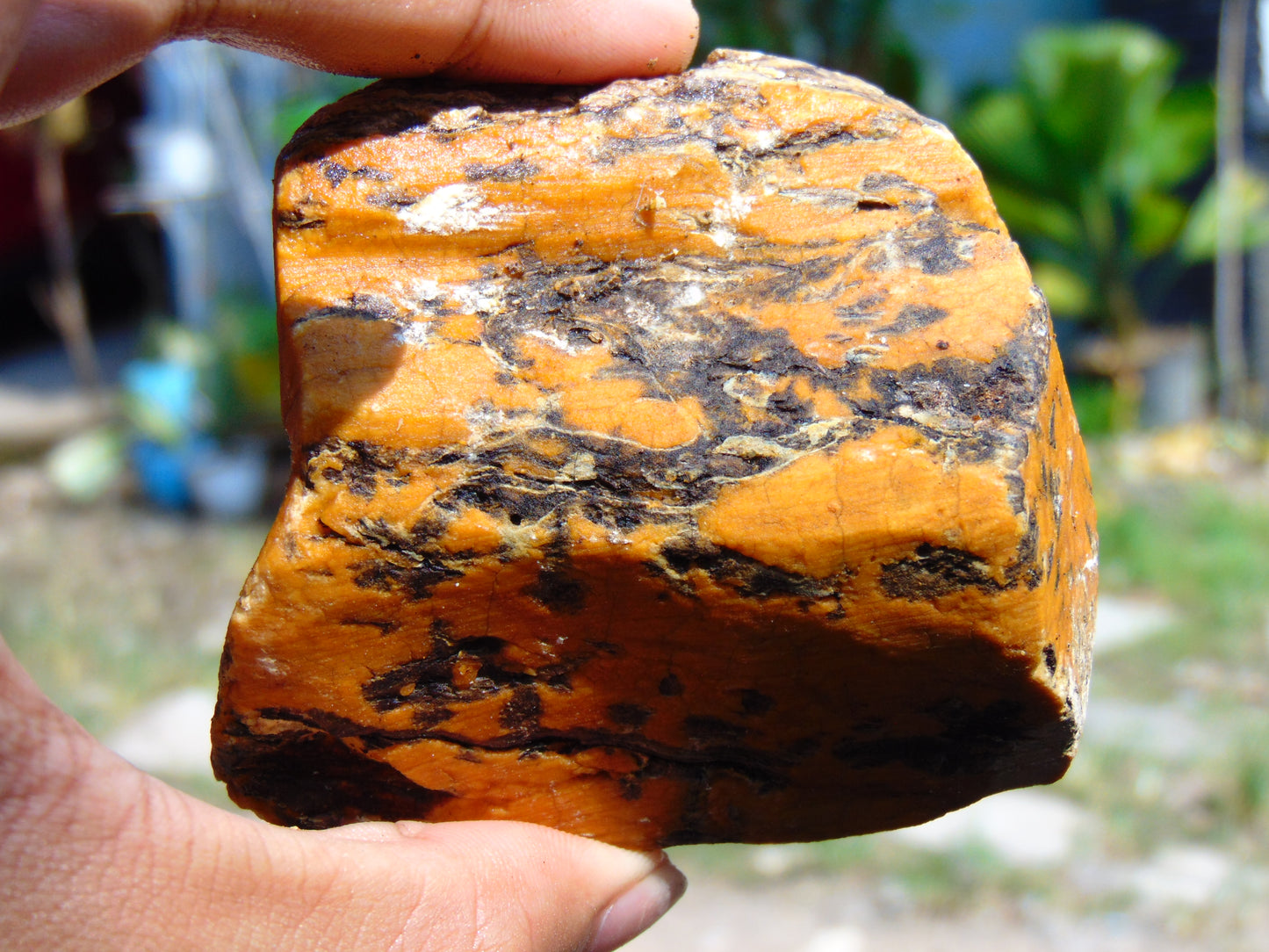 124 gram Polished Indonesia Yellow Aromatic Amber for Healing AY26M158
