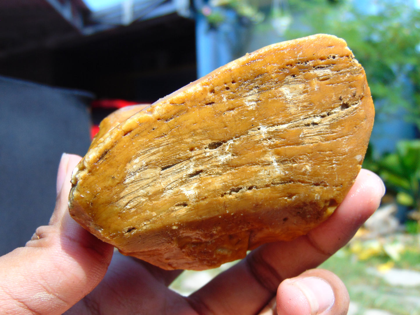 119 gram Polished Indonesia Yellow Aromatic Amber for Healing AY26M163