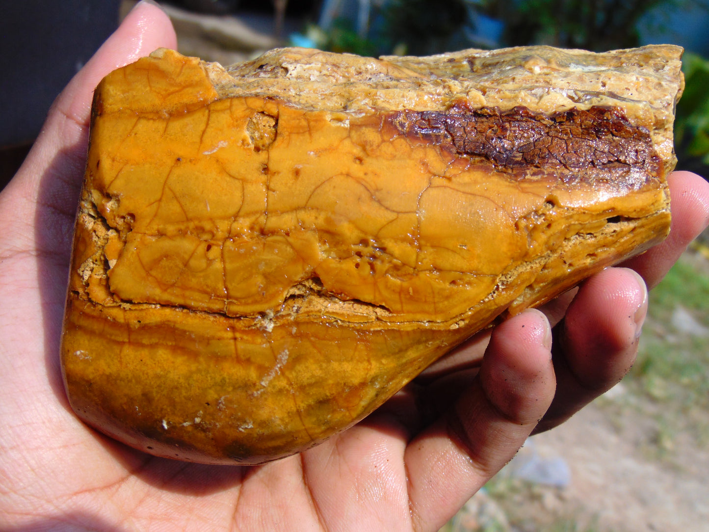 315 gram Polished Indonesia Yellow Aromatic Amber for Healing AY26M150