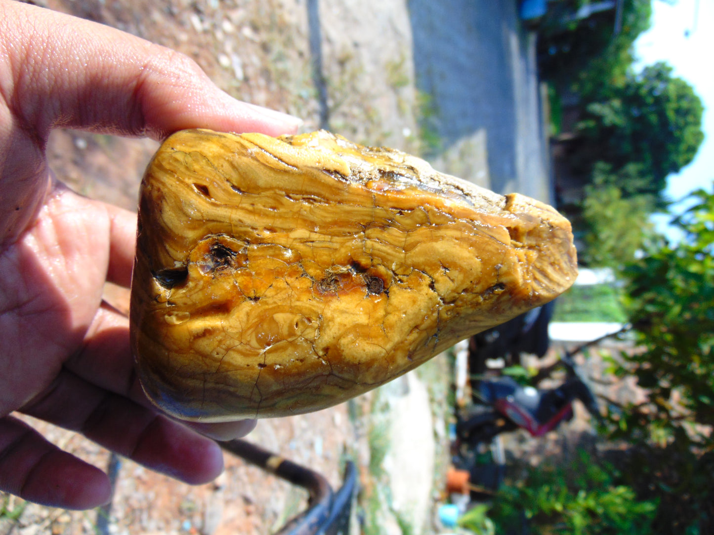 205 gram Polished Indonesia Yellow Aromatic Amber for Healing AY26M122