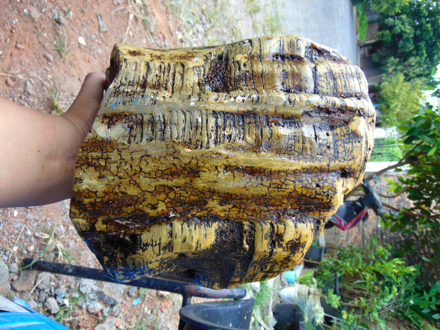 6015 gram Polished Indonesia Yellow Aromatic Amber for Healing AY26M177