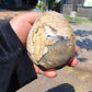 218 gr Shaped  Egg - 82x70 mm Indonesia Aromatic Perfumed Yellow Cream Amber, Natural Stone Egg, Unique Home & Altar Decor 26CTL10