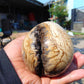 225 gr shaped Egg - 85x76 mm Indonesia Aromatic Perfumed Yellow Cream Amber , Natural Stone Egg, Unique Home & Altar Decor 26CTL6