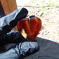 6 gr Heart Pendant Indonesian Amber for Healing 25Y211