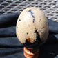 229 gr Shaped Egg 87x68 mm Indonesian White Amber for Healing AJ1062