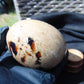 229 gr Shaped Egg 87x68 mm Indonesian White Amber for Healing AJ1062