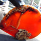 123 gram Slab polished Indonesian Sumatra Inclusion Cherry Red Amber for Healing 25N152