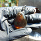 7 gram Pendant Indonesian Amber for Healing FRP3