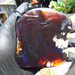 101 gram Slab polished Indonesian Sumatra Cherry Red Amber for Healing 25Y105