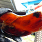 133 gram Slab polished Indonesian Sumatra Blue Amber for Healing 25N162