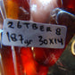 187 gram Tasbih Komboloi Rosary 35 Beads 14x30 mm Indonesian Red Amber for Healing 26TBER8