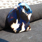 40 gram Slab  polished Indonesian Blue Amber for Healing 25N155