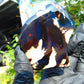 40 gram Slab  polished Indonesian Blue Amber for Healing 25N155
