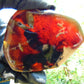 70 gram Slab polished Indonesian Sumatra Blue Amber for Healing 25Y117