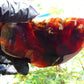 105 gram Slab Slim  polished Indonesian Crystal red Amber for Healing 25N146