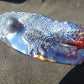 147 gr 160x70x43 mm The *Salamander* (mystical fire lizard) carving on *Indonesian Blue Amber*for Healing AJ190