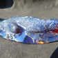 147 gr 160x70x43 mm The *Salamander* (mystical fire lizard) carving on *Indonesian Blue Amber*for Healing AJ190