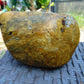 219 gram Polished Indonesia Yellow Aromatic Amber for Healing AY26M142