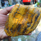 300 gram Polished Indonesia Yellow Aromatic Amber for Healing AY26M138